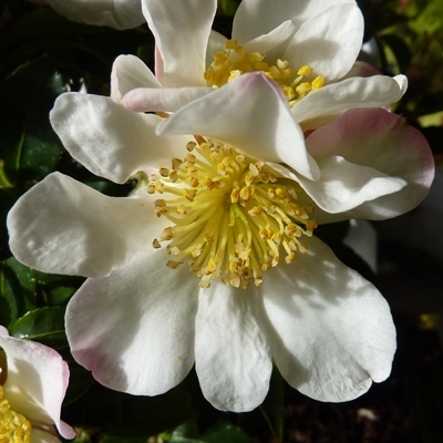 Jewel Box